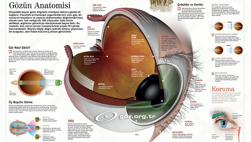 Göz (Optik) Terimler Sözlüğü